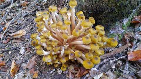 Armillaria mellea