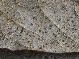 Drepanopeziza salicis