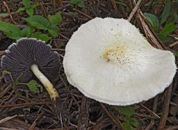 Stropharia rugosoannulata
