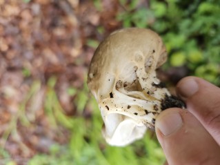 Helvella acetabulum