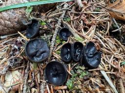 Pseudoplectania nigrella