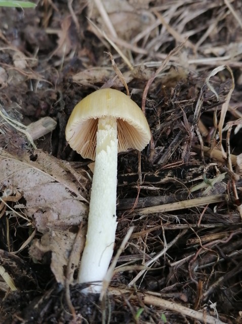 Bolbitius titubans