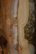 Armillaria mellea