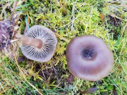 Pseudoclitocybe cyathiformis