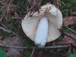 Russula carpini