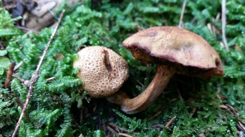 Pseudoboletus parasiticus