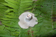 Russula delica