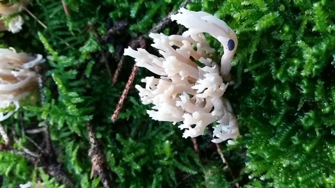 Clavulina coralloides