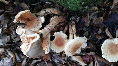 Pholiota squarrosa