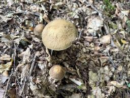 Leccinellum pseudoscabrum