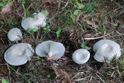 Clitocybe odora