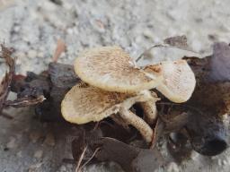 Lentinus tigrinus