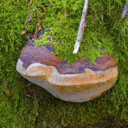 Phellinus hartigii