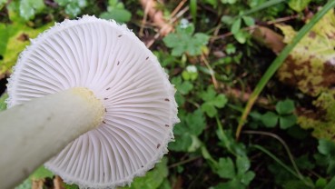 Hygrophorus chrysodon