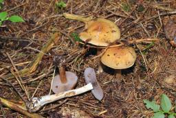 Thaxterogaster anomalochrascens