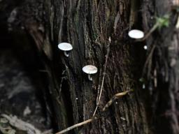 Pholiota scamba