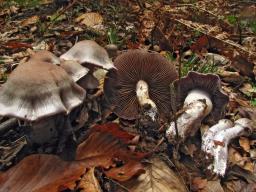 Cortinarius anomalus