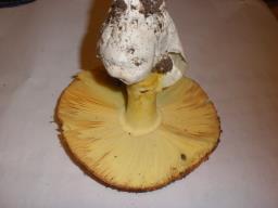 Amanita caesarea