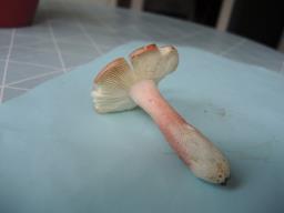 Russula gracillima