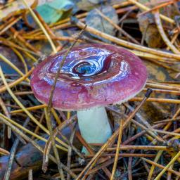 Russula caerulea