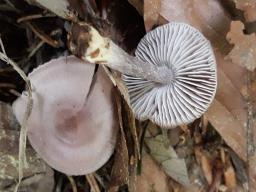 Mycena pura