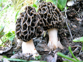 Morchella esculenta