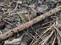 Heteroradulum kmetii