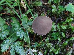 Melanophyllum haematospermum