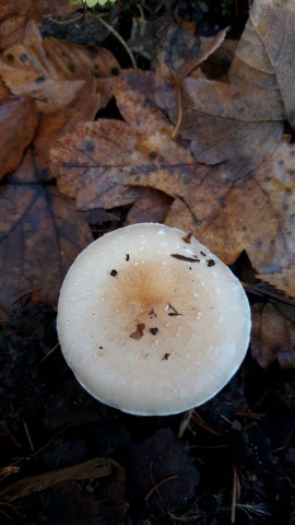 Pholiota lenta