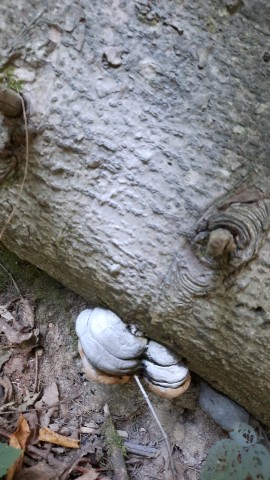 Phellinus hartigii