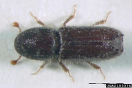 Orthotomicus suturalis