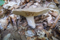 Lactarius fuliginosus