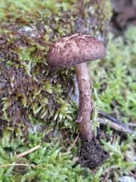 Lepiota fuscovinacea