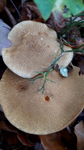 Suillus variegatus