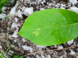 Pseudomicrostroma juglandis