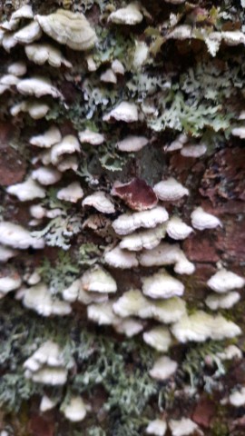 Trichaptum biforme