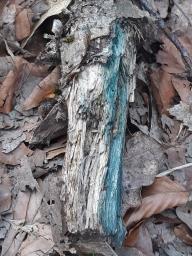 Chlorociboria aeruginascens