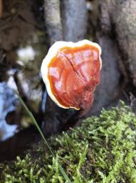 Ganoderma lucidum