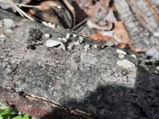 Schizophyllum commune