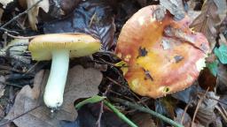 Russula aurea