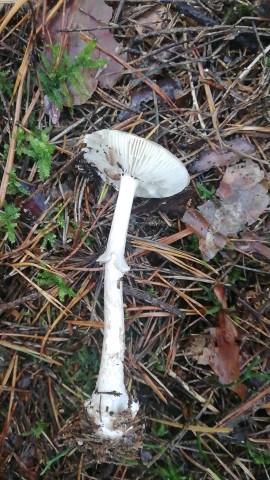 Amanita porphyria