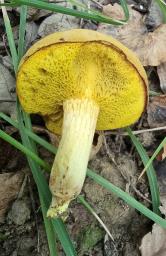 Xerocomus chrysonemus