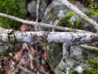 Peniophora cinerea