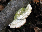Trametes hirsuta