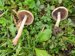 Lacrymaria lacrymabunda