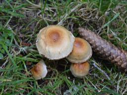 Pholiota mixta