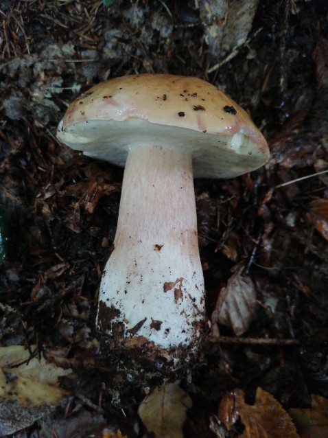 Boletus edulis