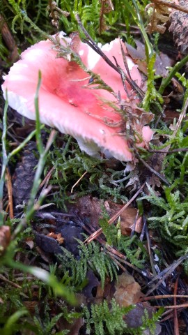 Russula emetica