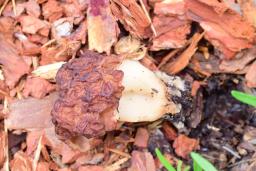 Gyromitra esculenta