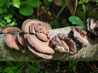 Daedaleopsis tricolor